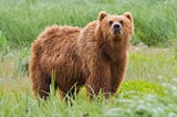 The Majestic Brown Bear A Keystone Species in Ecosystems