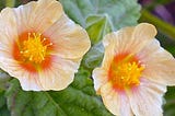 Sida cordifolia flowers from the Arkham’s Botanical website