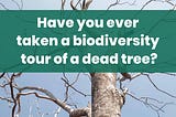 Biodiversity tour of a dead tree