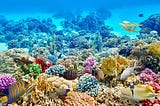 Can we afford to lose Coral Reefs?
