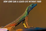How Long Can a Lizard Live Without Food?