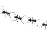 Ant_17102024