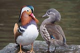 A photograph of a pair of Mandarin ducks with dramatically differently bills and feathers in Martin Mere, UK