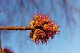 An unusual flower without petals with parts sticking out brightly coloured at the end of as stem against the sky
