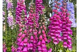 Foxglove Flowers: Nature’s Delicate Charm