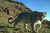 Turning the Tide: Mongolian Conservationists Create a Future for Snow Leopards
