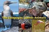 The Galapagos Islands Animals