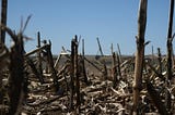 Desenvolvendo o “Brazil”: Agronegócio e a vulnerabilização de comunidades tradicionais