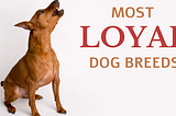 Most Loyal Dog Breeds