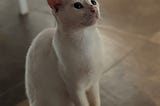 Photo of a white cat