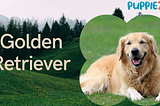 The Golden Retriever Companion: Insights, Care, and Where to Find Your New Best Friend