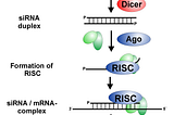 The Silencing of CDKN3 to Treat Kidney Cancer
