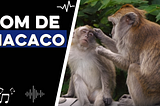 Som do Macaco | Baixar Som do macaco | Som dos animais | Rick Efeitos Sonoros