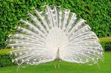 Do Peacocks have Envy?