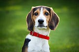 Beagle Serves Neighbor With A Letter Of Intent To Bark Disruptively