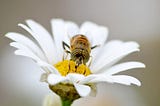A honeybee sucking nectar from a daisy.