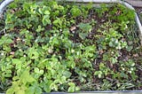 My strawberries and parsley