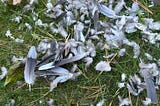 A photo of scattered bird feathers on a green lawn, the remains of a hawk kill.