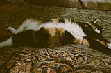 Quinta, a calico cat, lying on her back, sleeping