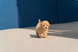 How to choose the best small dog breed for your family