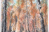 Forests After Fire