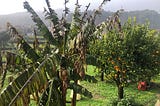 Portugal Farmhouse update (after the storms!)