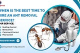 When Is the Best Time to Hire an Ant Removal Service?