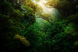 A beautiful picture of sun filtering through dense green forests by Kunal Shinde on Unsplash