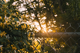 Late afternoon sun shines on honeysuckle wrapped around a chain link fence.