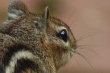 A closeup photo of a chipmunk’s head.