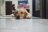 We Need a New Term for ‘Pet Owner’