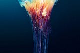 Jellyfish quest