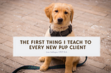 Benefits of Teaching Your Pup to Focus