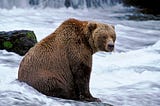 Fishing bear, sitting on the job