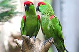 Two parrots sit on a branch, acting a lot like LLMs.