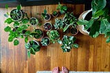 These 8 Indoor Plants Won’t Die Easy