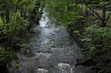 Photo of a swollen rivulet with water rushing. The scene is quite dark, it is obviously an overcast, rainy day. Around the rivulet are green trees with dark trunks. The picture is in sharp focus only on some leaves in the middle ground.