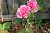 A pair of pink roses in a backyard garden in front of a wooden fence