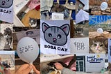 The Genesis and Growth of BobaCat: A Token with Purpose