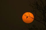 Silhouetted bird on a branch with an orange moon