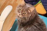 A cute grey long-haired cat, staring up at the camera with a bemused expression.