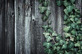 a grey fence with dark green common ivy
