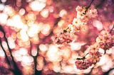 Pink tree blossoms.