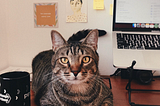 Uma foto de um gato cinza tigrado entre um laptop e uma xícara de café. É o gato mais fofo do mundo.