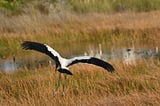 I Miss This Ibis