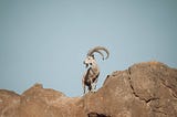 A ram standing on top of a large rock