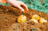 Potatoes! How do you like yours?