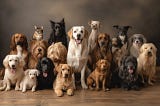 Keşifsel Veri Analizi: Köpek Irkları ve Yıllara Göre Popülerlik Sıralamaları