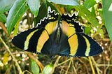 A Zodiac Moth with wings spread showing the pink — orange — yellow — green iridescence between the black bands and the white scalloped edge to the hind wings. If you didn’t know it was a moth, you’d swear it was a swallowtail butterfly.