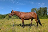 The Little Horse Who Saved Me